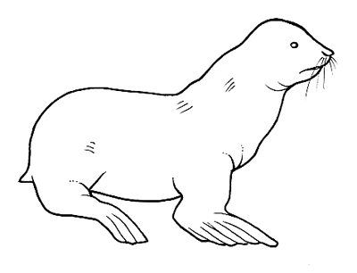 sea lion