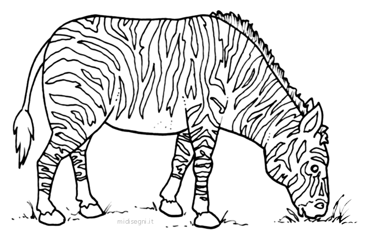 zebra stripes coloring pages - photo #7