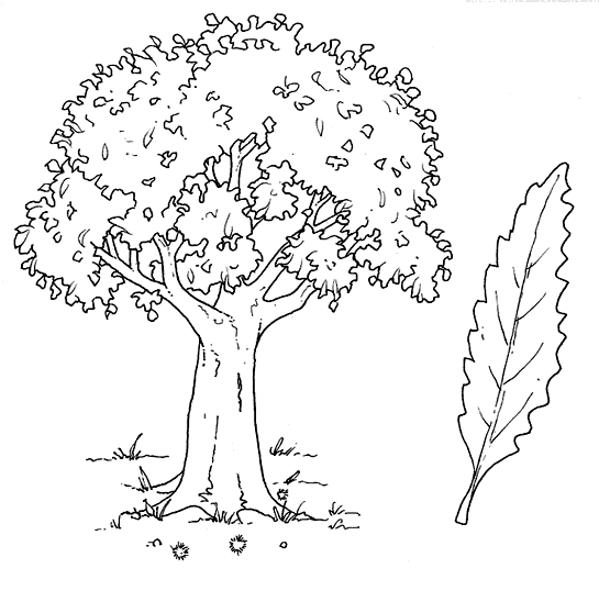 Disegni da colorare per bambini - midisegni.it  Cornici, Disegno di  cactus, Copertine raccoglitori