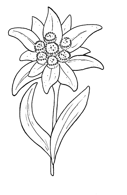 clipart edelweiss flower - photo #17